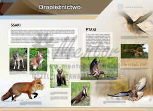 Tablica edukacyjna 100x75cm (druk jednostronny) — Nowa Strefa